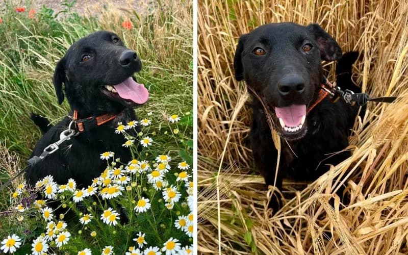 Cuki Bony, female 3yo Mixed Breed for adoption at Menedék Állatvédő Alapítvány