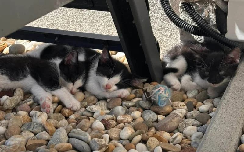 Tarka Macsok CsalÁDot Keresnek, Mixed Breed (Menedék Állatvédő Alapítvány)