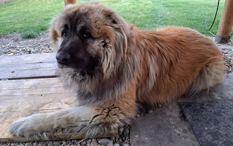 ArtÚR MackÓ GazdikeresŐ, male 4yo Mixed Breed for adoption at Menedék Állatvédő Alapítvány