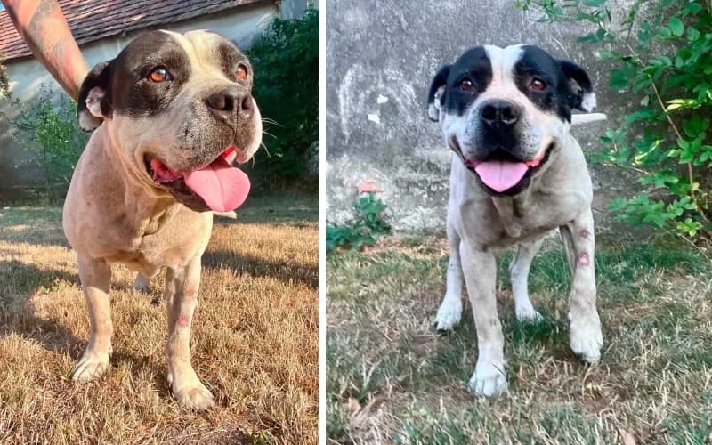 Bosco, male 5yo Mixed Breed for adoption at Menedék Állatvédő Alapítvány