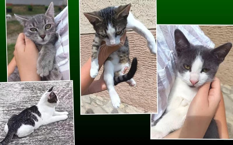 GazdikeresŐ CicanÉGyes, female Mixed Breed for adoption at Menedék Állatvédő Alapítvány