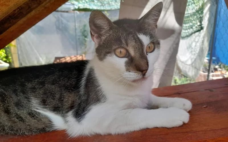 Amdir, female Mixed Breed for adoption at Menedék Állatvédő Alapítvány
