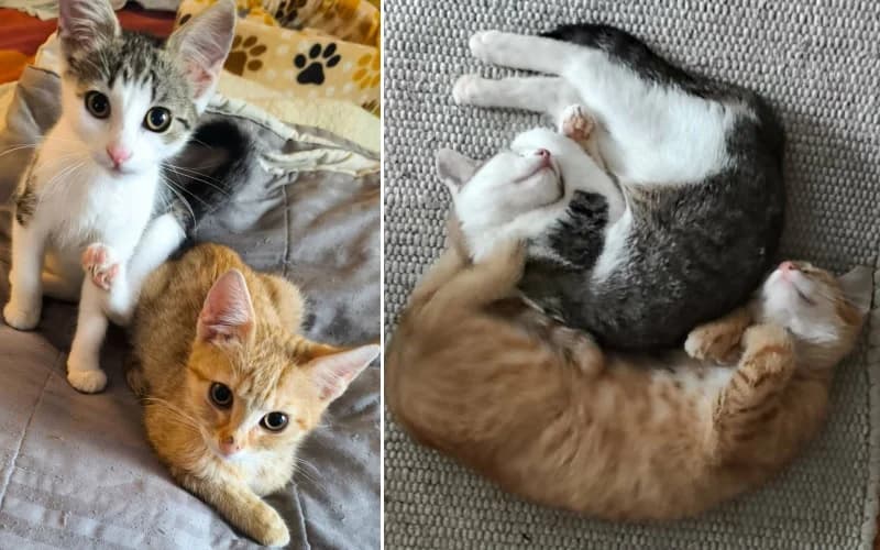 Garfield éS CsÖPike EgyÜTt VÁRjÁK Az Igazi CsalÁDot, female Mixed Breed for adoption at Menedék Állatvédő Alapítvány