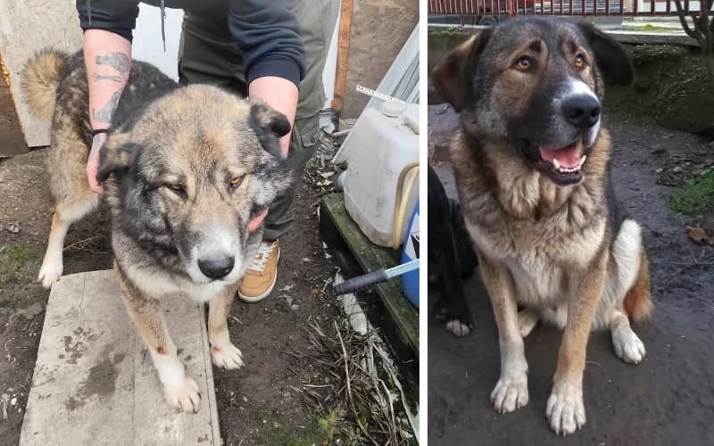 CÖPi, male Mixed Breed for adoption at Menedék Állatvédő Alapítvány