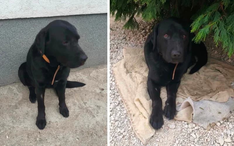 KÖZvetÍTett SegÍTsÉGkÉRÉS Lucifernek, male Mixed Breed for adoption at Menedék Állatvédő Alapítvány