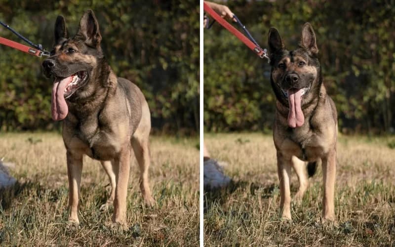 Fanni éVek óTa VÁR úJ CsalÁDjÁRa, female Mixed Breed for adoption at Menedék Állatvédő Alapítvány