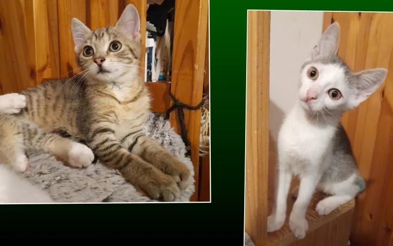 Benzinkutas CicapÁRos, female Mixed Breed for adoption at Menedék Állatvédő Alapítvány