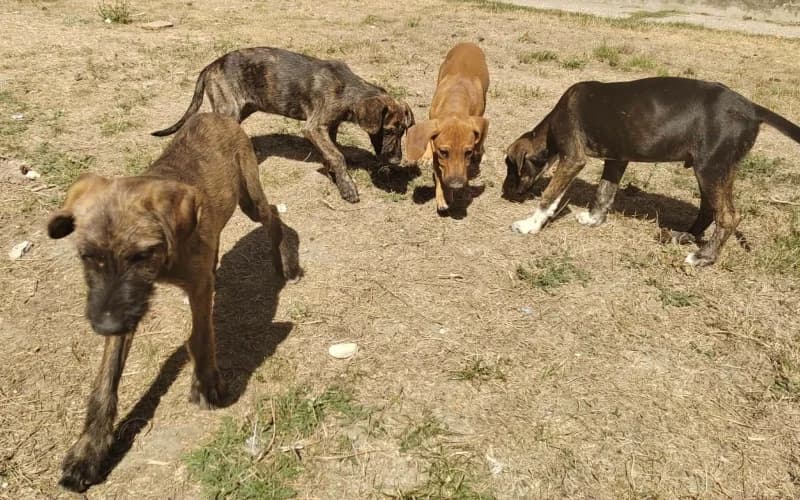 NÉGy Kiskutya, female Mixed Breed for adoption at Menedék Állatvédő Alapítvány