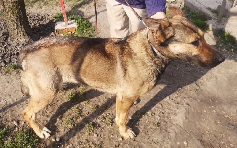 Fanninak Egy HÓNapja Van úJ Gazdit TalÁLni, female 5yo Mixed Breed for adoption at Menedék Állatvédő Alapítvány