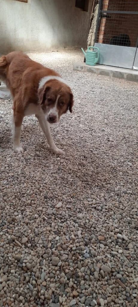 Barna nagytestű – Befogott kutya, male young Mixed Breed for adoption at Assisi Szent Ferenc Állatmenhely