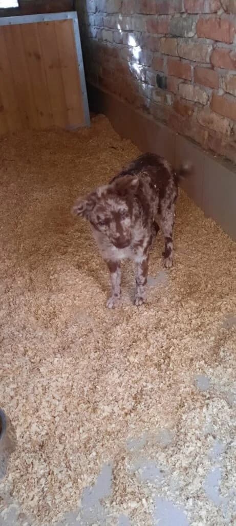 mudi, 6 hónapos – Befogott kutya, female puppy Mixed Breed for adoption at Assisi Szent Ferenc Állatmenhely