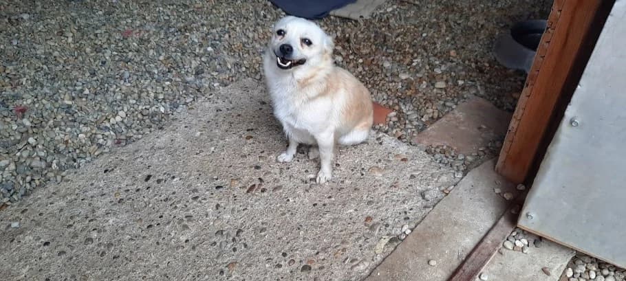Keverék, fehér – Befogott kutyák, male young Mixed Breed for adoption at Assisi Szent Ferenc Állatmenhely