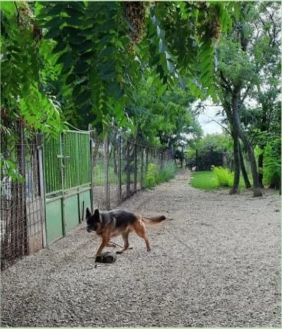 Németjuhász – Befogott kutyák, female young mixed breed for adoption at Assisi Szent Ferenc Állatmenhely