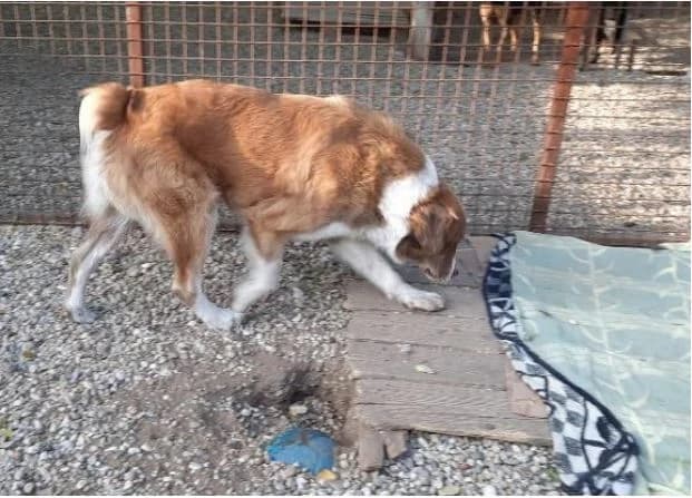 Barna, keverék – Befogott kutyák, male mixed breed for adoption at Assisi Szent Ferenc Állatmenhely