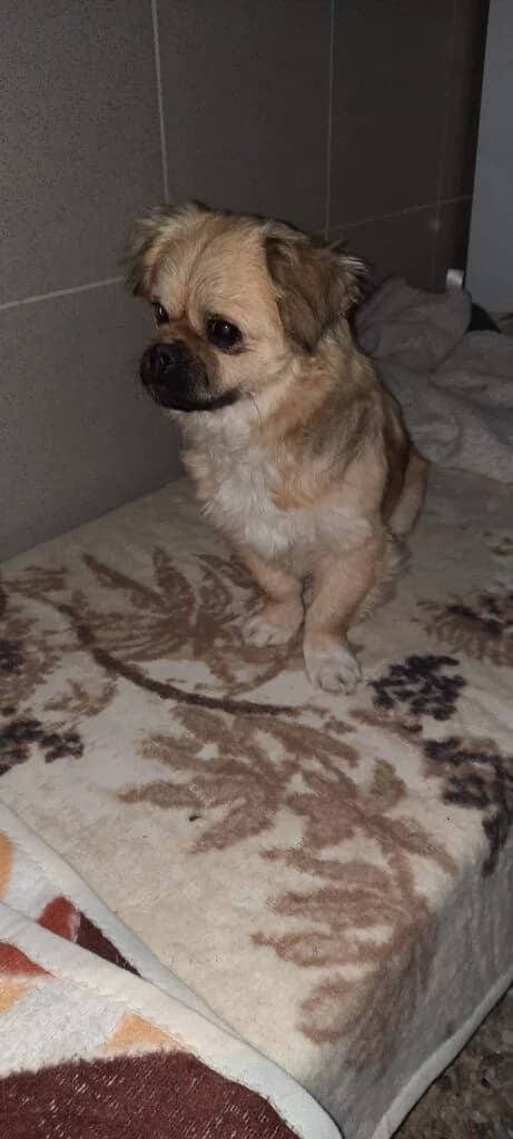Barna, kistestű, male 4yo mixed breed for adoption at Assisi Szent Ferenc Állatmenhely