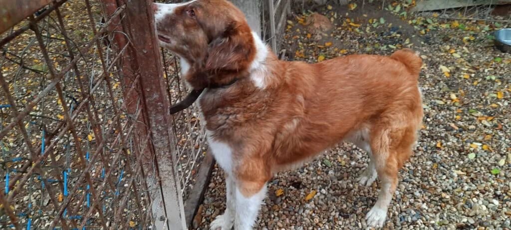 Barna, keverék, male 4yo mixed breed for adoption at Assisi Szent Ferenc Állatmenhely
