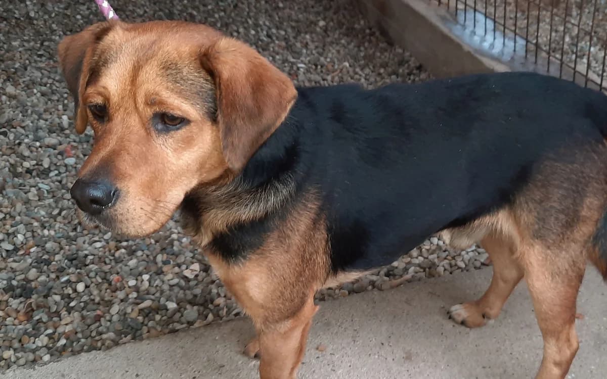 Befogott kistestű kutya, male 4yo mixed breed for adoption at Assisi Szent Ferenc Állatmenhely