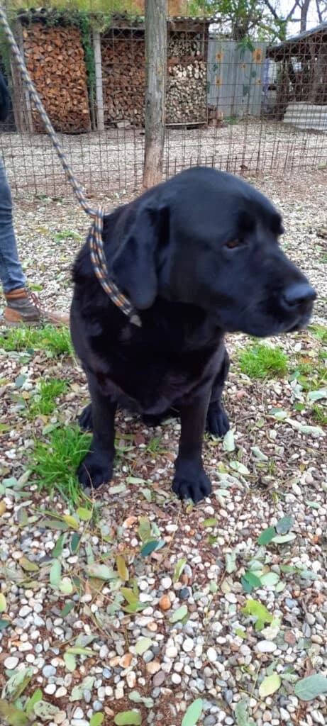 Labrador, male Labrador Retriever for adoption at Assisi Szent Ferenc Állatmenhely
