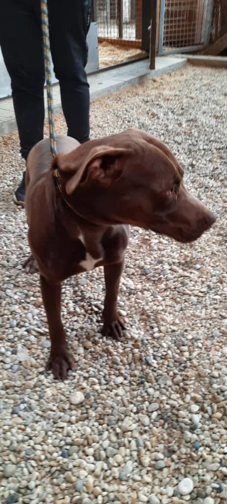 Sötét barna, male mixed breed for adoption at Assisi Szent Ferenc Állatmenhely