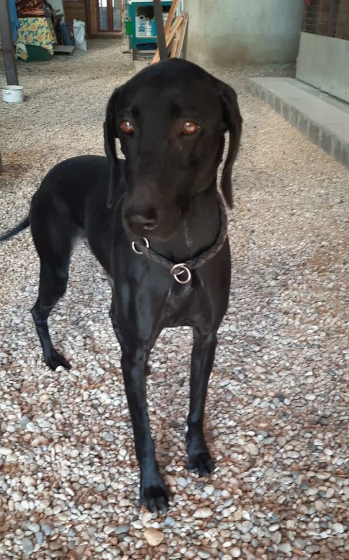 Kormos fekete, female mixed breed for adoption at Assisi Szent Ferenc Állatmenhely