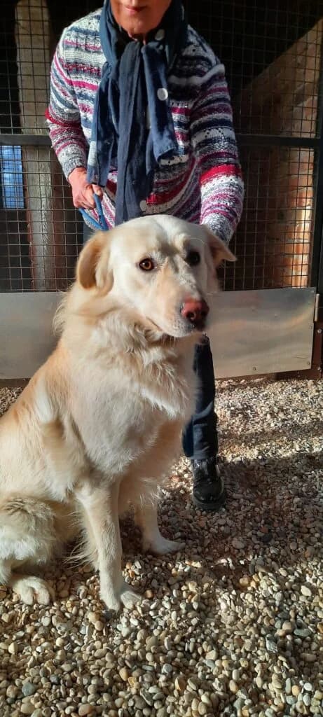 Nagy testű fehér, male young mixed breed for adoption at Assisi Szent Ferenc Állatmenhely