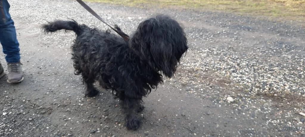 Puli keverék, female mixed breed for adoption at Assisi Szent Ferenc Állatmenhely