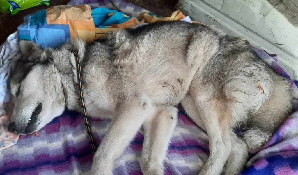 Husky, male Husky for adoption at Assisi Szent Ferenc Állatmenhely