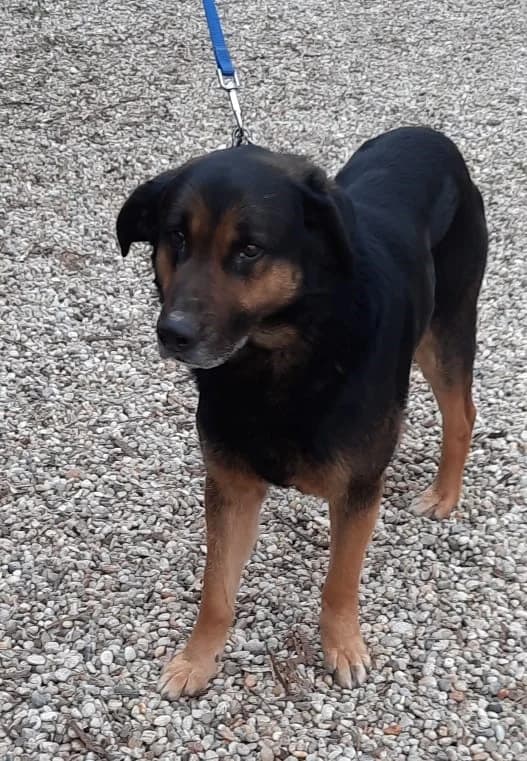 Kormos, male senior mixed breed for adoption at Assisi Szent Ferenc Állatmenhely