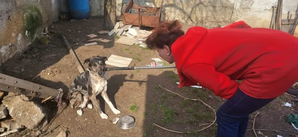 Láncos, male senior mixed breed for adoption at Assisi Szent Ferenc Állatmenhely