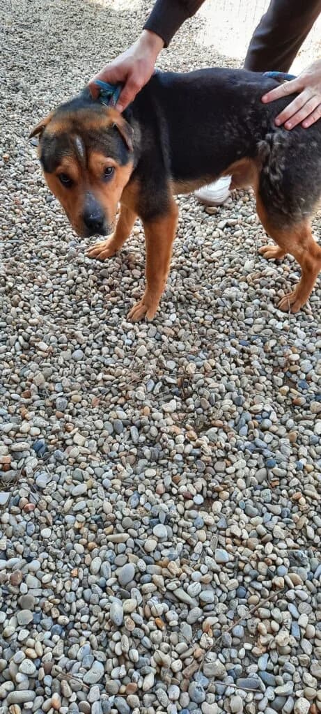 MORCOS, male mixed breed for adoption at Assisi Szent Ferenc Állatmenhely