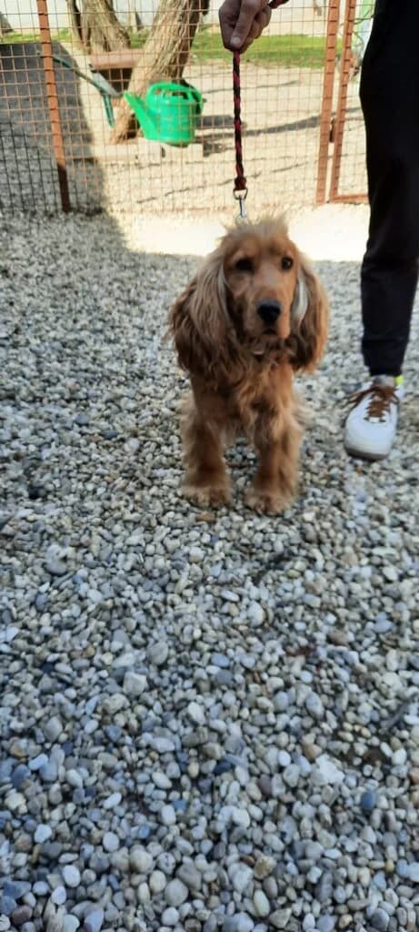 Cím nélkül, male mixed breed for adoption at Assisi Szent Ferenc Állatmenhely