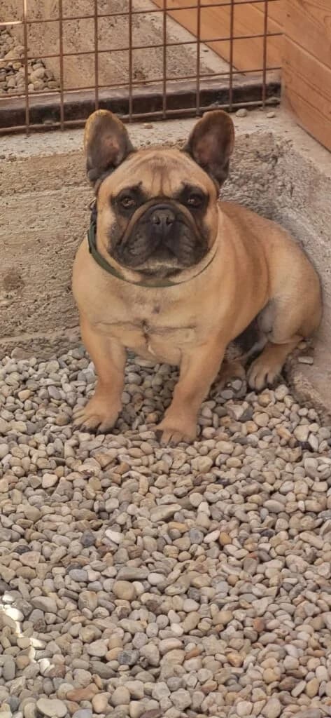 Bulldog, male 5yo English Bulldog for adoption at Assisi Szent Ferenc Állatmenhely