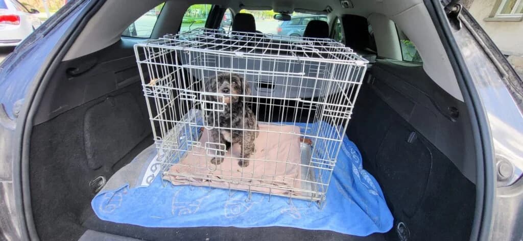 Shitzu, female 4yo Mixed Breed for adoption at Assisi Szent Ferenc Állatmenhely