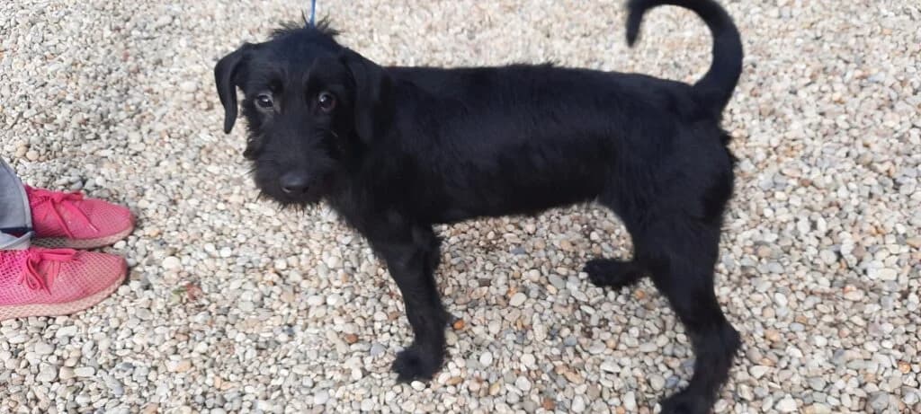 Kormos, female mixed breed for adoption at Assisi Szent Ferenc Állatmenhely