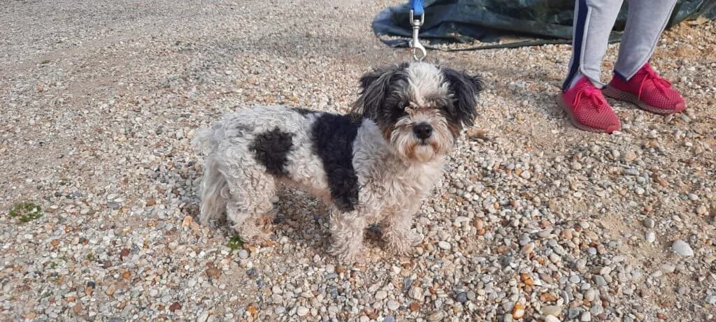 Cím nélkül, female mixed breed for adoption at Assisi Szent Ferenc Állatmenhely
