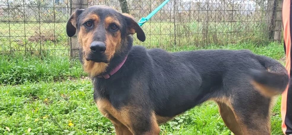 PIRI, female 7yo Mixed Breed for adoption at Assisi Szent Ferenc Állatmenhely