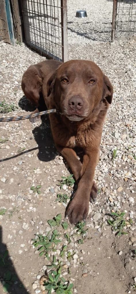 ARTUR, male 7yo Mixed Breed for adoption at Assisi Szent Ferenc Állatmenhely