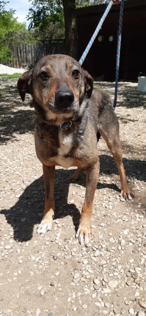 BARNI, male senior Mixed Breed for adoption at Assisi Szent Ferenc Állatmenhely