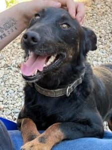 BOGÁR, male 7yo Mixed Breed for adoption at Assisi Szent Ferenc Állatmenhely