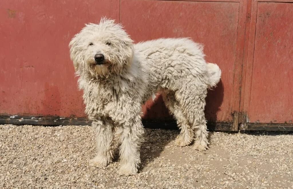BUKSI, male 5yo Mixed Breed for adoption at Assisi Szent Ferenc Állatmenhely