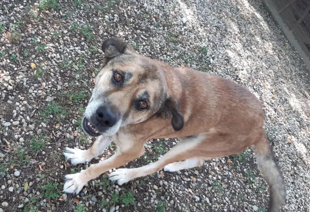 CÉZÁR, male senior Mixed Breed for adoption at Assisi Szent Ferenc Állatmenhely