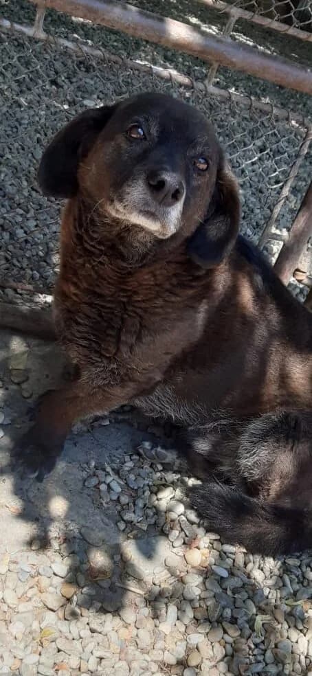 CSOKI, male senior Mixed Breed for adoption at Assisi Szent Ferenc Állatmenhely