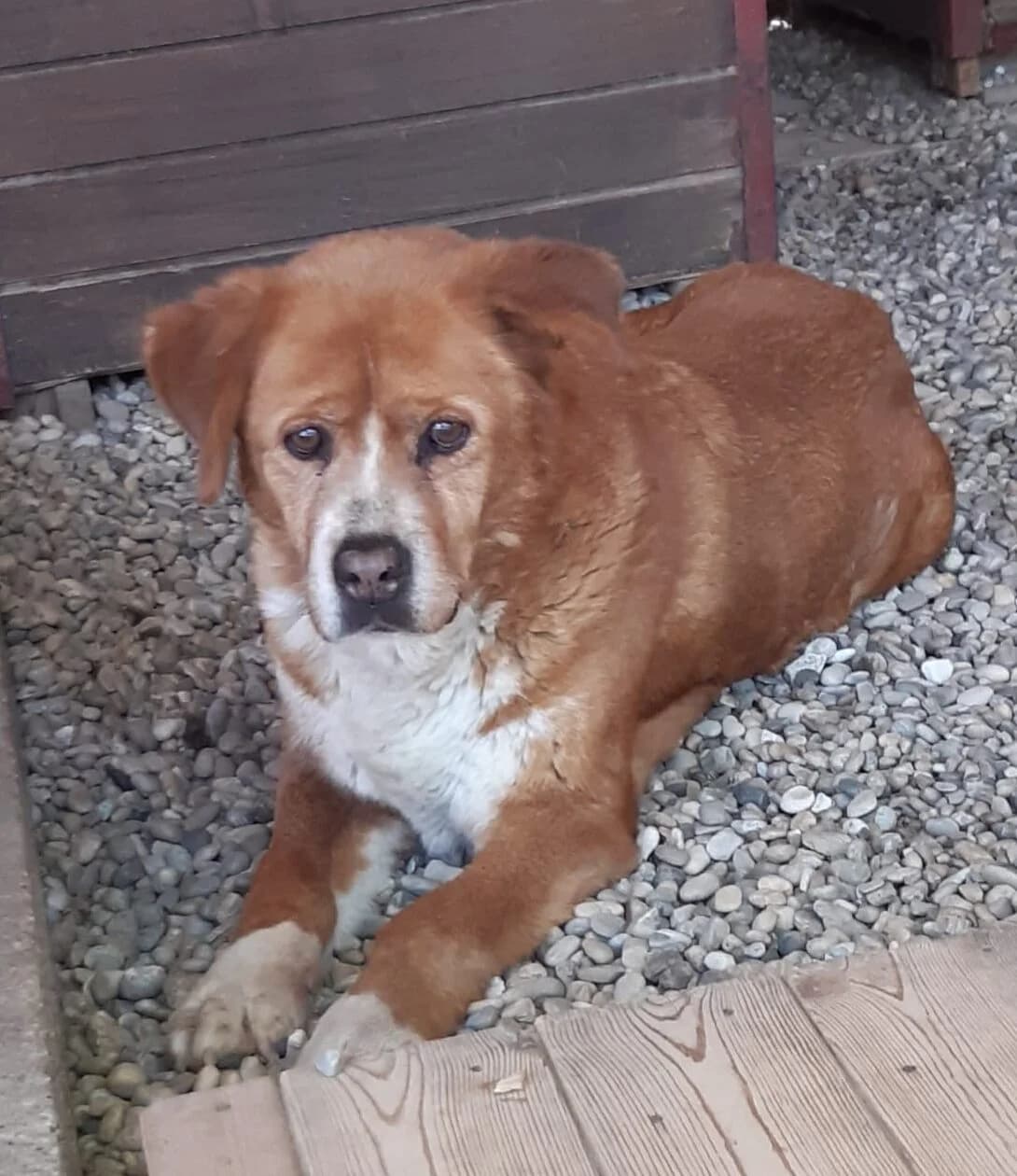 DUCI, female senior Mixed Breed for adoption at Assisi Szent Ferenc Állatmenhely