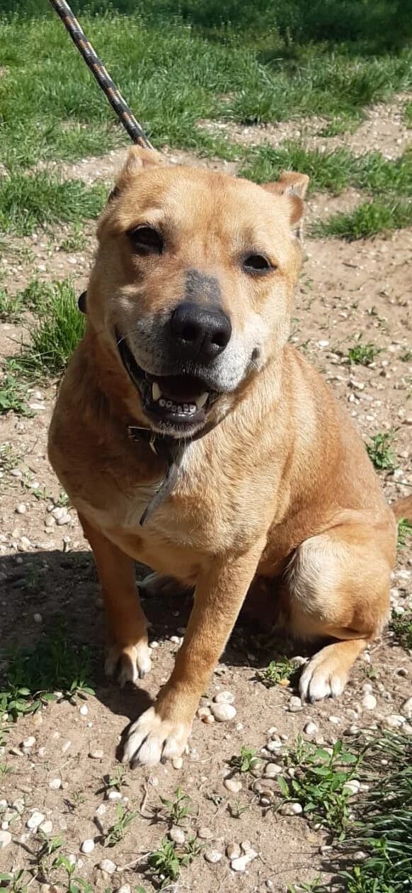 HATOS, female senior Mixed Breed for adoption at Assisi Szent Ferenc Állatmenhely