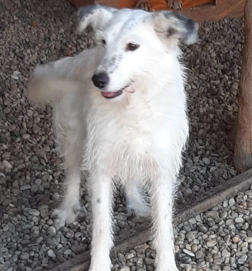 LILI, female 5yo Mixed Breed for adoption at Assisi Szent Ferenc Állatmenhely