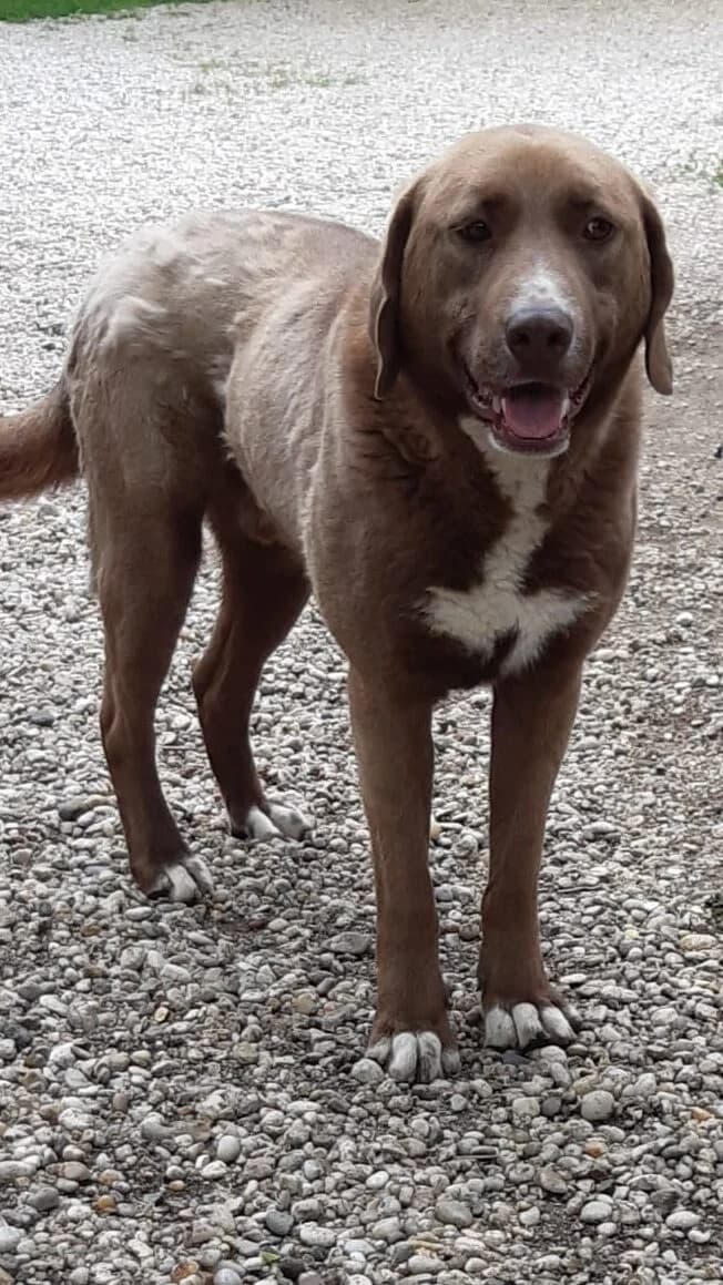 MACKÓ, male 6yo Mixed Breed for adoption at Assisi Szent Ferenc Állatmenhely