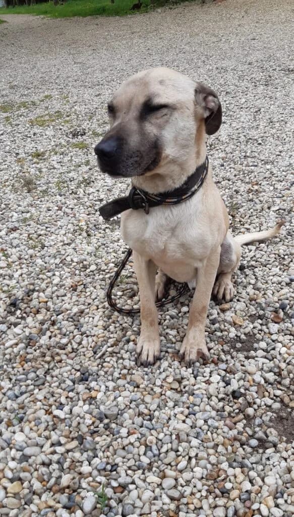 MOGLY,  5yo Mixed Breed for adoption at Assisi Szent Ferenc Állatmenhely