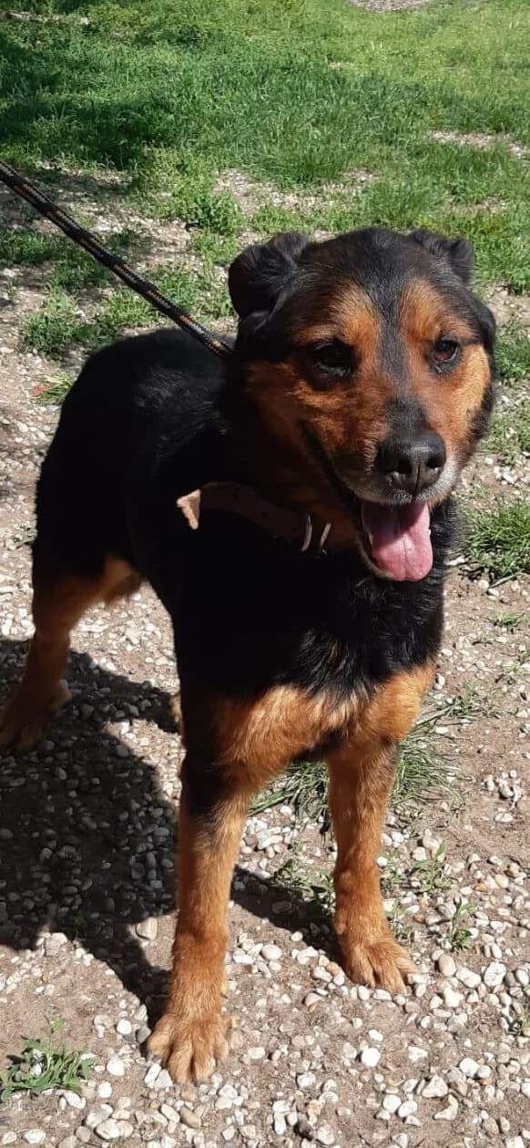 PAJTI, female senior Mixed Breed for adoption at Assisi Szent Ferenc Állatmenhely