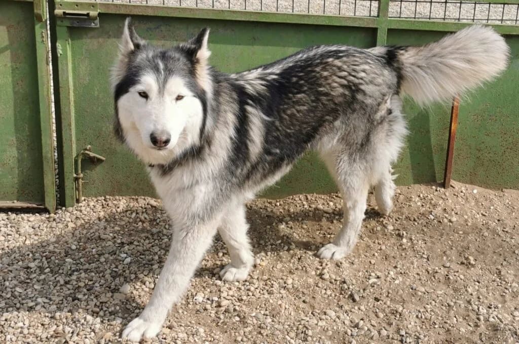 SHEILA, female 7yo Mixed Breed for adoption at Assisi Szent Ferenc Állatmenhely