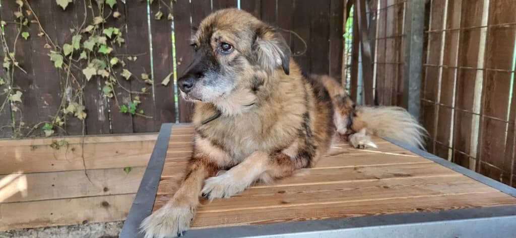 SZUZI, female senior Mixed Breed for adoption at Assisi Szent Ferenc Állatmenhely